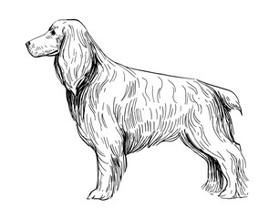 Sketch of  English Cocker Spaniel. Dog breed. Black outline on transparent background