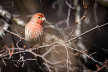 Male house finch perched in a tree near bird feeder