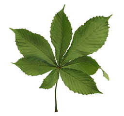 Horse-chestnut (Conker tree) leaf isolated on white background, clipping path