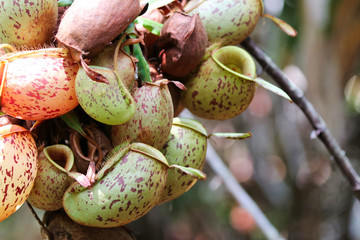 Nepenthes (Nepenthaceae) - Borneo Malaysia Asia 