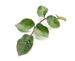 Rose leaves on stem isolated on white background