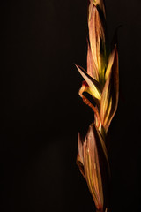 .Serapias vomeracea, light green stem orchid with some reddish tinge. Calabria, Italy