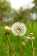 Dandelions in a field with seeds, green grass in the distance. Close-up.