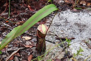 Nepenthes (Nepenthaceae) - Borneo Malaysia Asia 