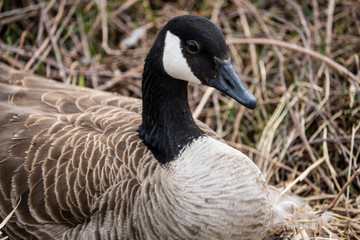 Obraz premium Female Canada goose sitting on her nest, incubating eggs.