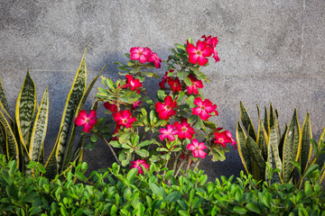 red flowers of growth flowers in spring garden.