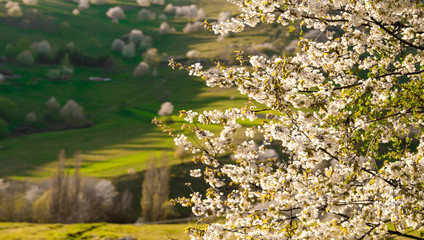 Beautiful spring view to the fields and meadows. Blooming cherries. Slovakia nature. Hrinova, Europe. 