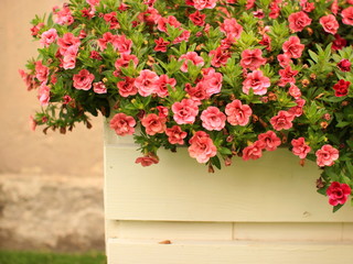 Pink pansy flowers in big pot under sunlight in the garden.Pretty summer flower picture.White blank flower pot mock up.Beautiful wedding, valentines day floral greeting card.