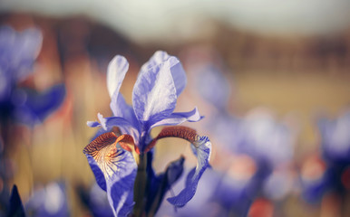Background with blue flowers of an iris