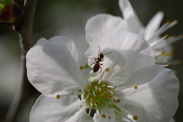 Fleur de cerisier avec fourmis