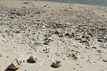 Set of different seashells on the seashore. The beach of the black sea. Ukraine.