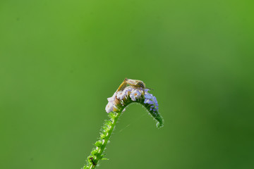 Insect sex on flowers