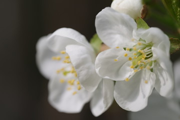 Fototapeta na wymiar Fleur de cerisier