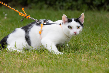 Junge schwarz weiße Katze im Grünen mit Leine und Geschirr Katzengeschirr