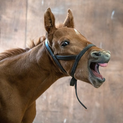 New born Foal