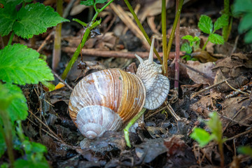  large Roman snail crawls across the damp forest floor
