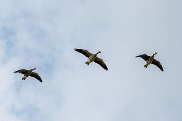 3 grey geese flying side by side in the blue sky