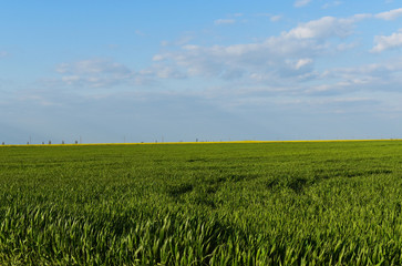 Wheat is growing. Green field and blue sky.
