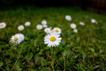 macro photo of several daisy flowers on the grass of a garden