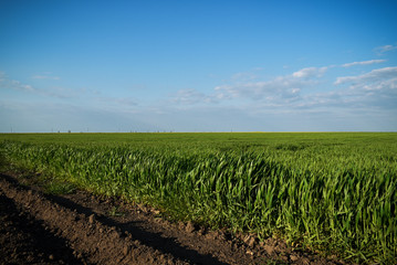 Green field, road and blue sky.
