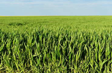 Wheat is growing. Green field and blue sky.