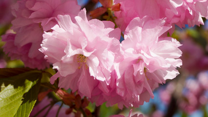 beautiful spring pink flower on a tree