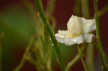 Primer plano de una rosa blanca con gotas de lluvia luego de una tormenta de verano.   