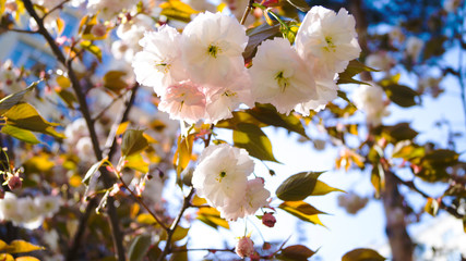 white spring flowers against the sky