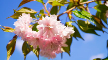 pink flowers against the sky