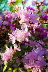 rhododendron flowers spring background. Labrador tea