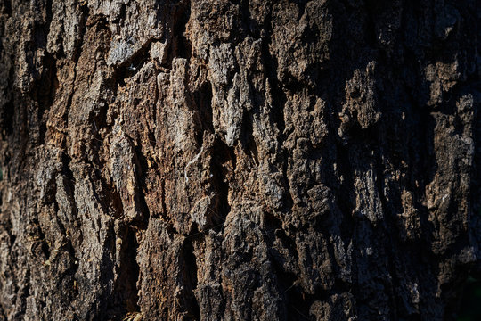 Textura de la corteza de un &aacute;rbol