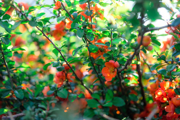 Bright orange quince flowers combined with juicy fresh green leaves.