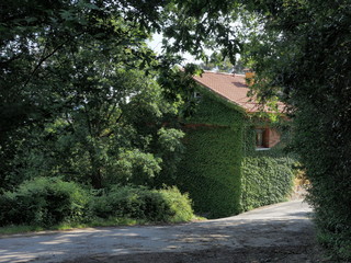 Fototapeta na wymiar Casa entre árboles cubierta por enredaderas