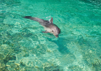 Fototapeta premium Dolphin portrait while looking at you