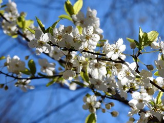 Spring flowers on trees
