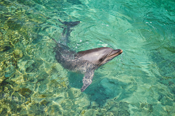 Fototapeta premium Dolphin portrait while looking at you