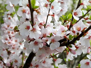 Fototapeta na wymiar Spring flowers on trees