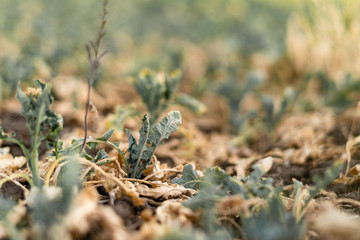 rapeseed plants dry without water. No watering, crop loss.