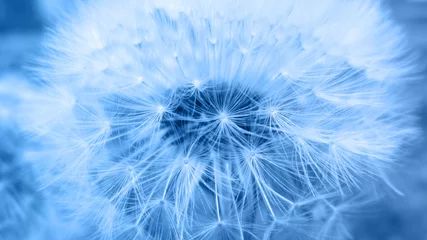 Deurstickers dandelion on blue background © Valery