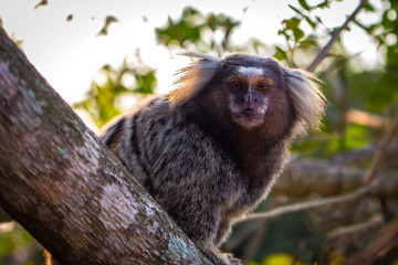 Mico marmoset small primate on tree
