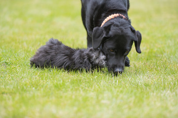 Maltipoo Welpe spielt mit einem Labrador Malteser Pudel