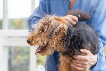 Trimming Puppy of Welsh Terrier Dog by professional groomer closeup. Dog is looking at the side.