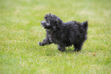 Maltipoo Welpe spielt mit einem Labrador Malteser Pudel