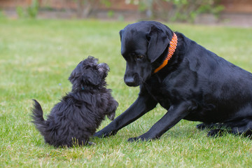 Maltipoo Welpe spielt mit einem Labrador Malteser Pudel
