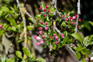 Bourgeons de pommier au printemps - France -