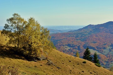 autumn landscape with golden vibrant trees leaves in sunny day 