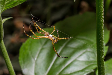 Small spider on leaf in the garden