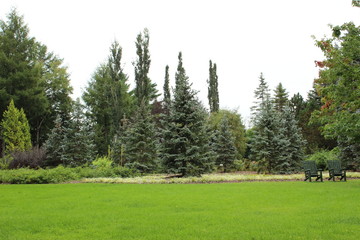pine trees in the garden