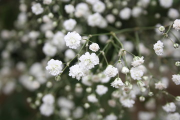 Baby's Breath