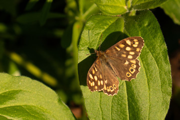 Speckled Wood Butterfly Pararage Aegeria in good lighting